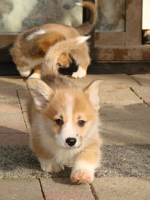Puppies